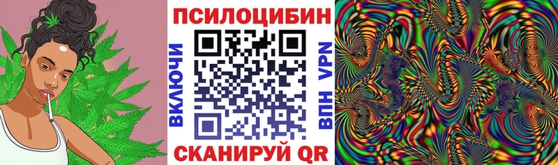 Псилоцибиновые грибы Psilocybe  Старая Купавна 